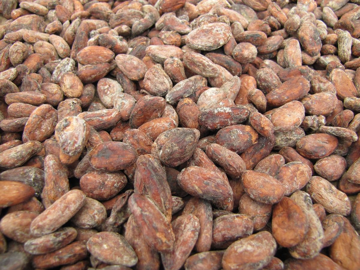 A heap of fermented, sun-dried cocoa beans.